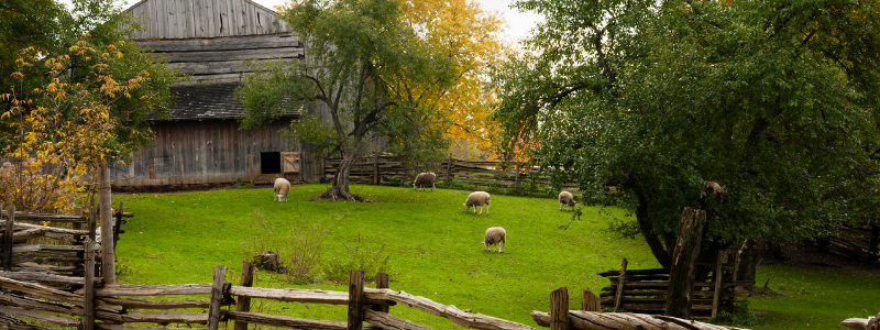 sheep grazing