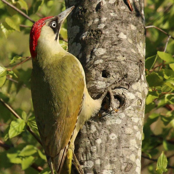 Bird identification walk