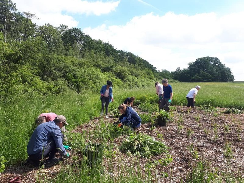 Merton FoE Spring Tree Care Event & Picnic 10 June 2023 Action Network