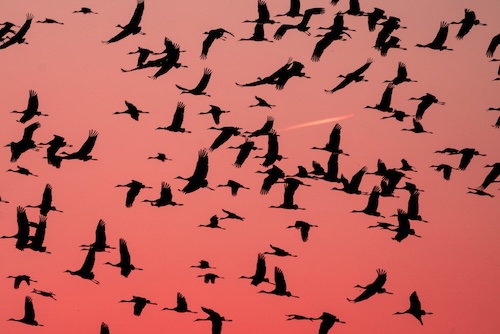 cranes at sunset