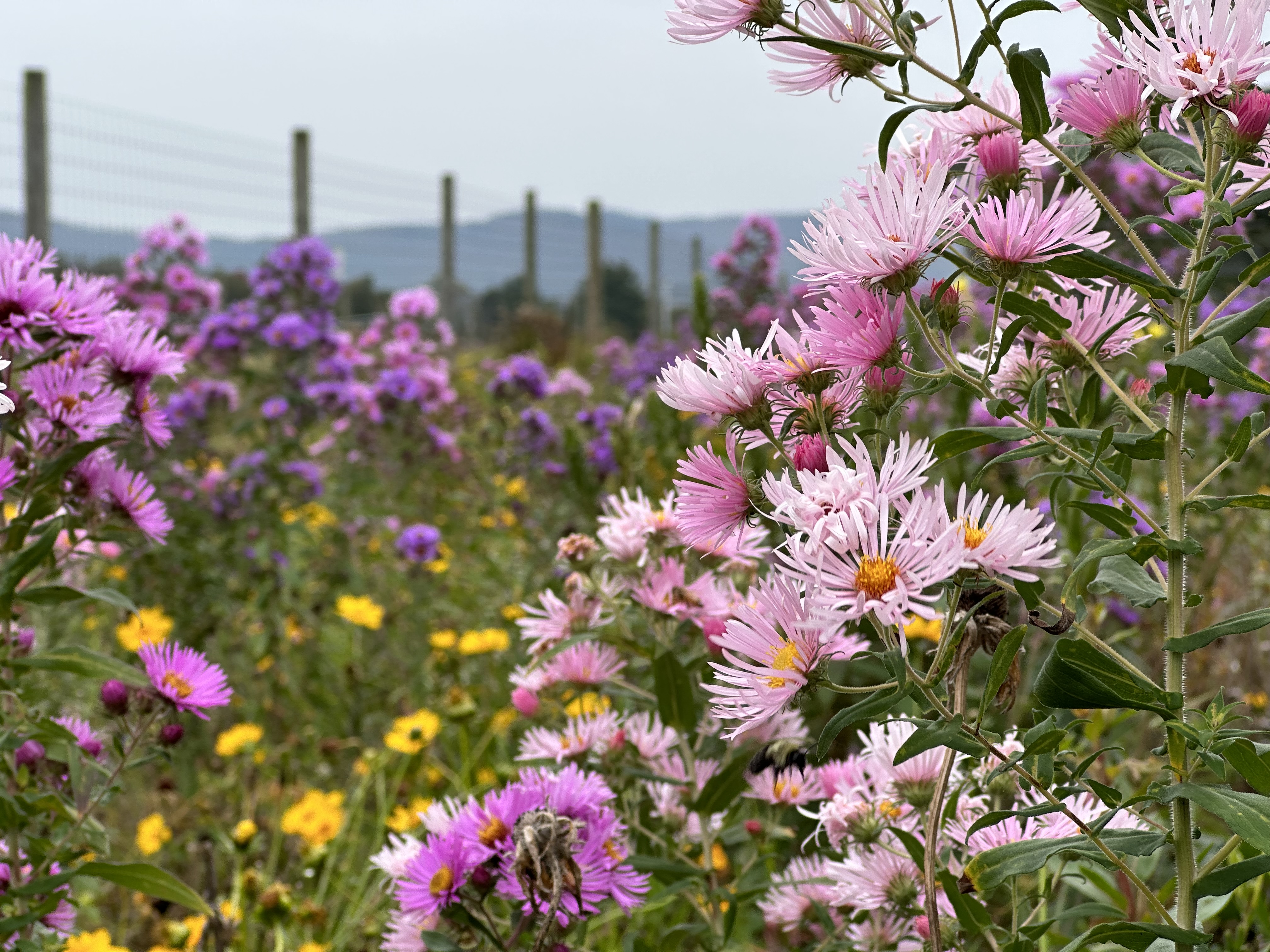 Solar field that is also a Pollinator Habitat