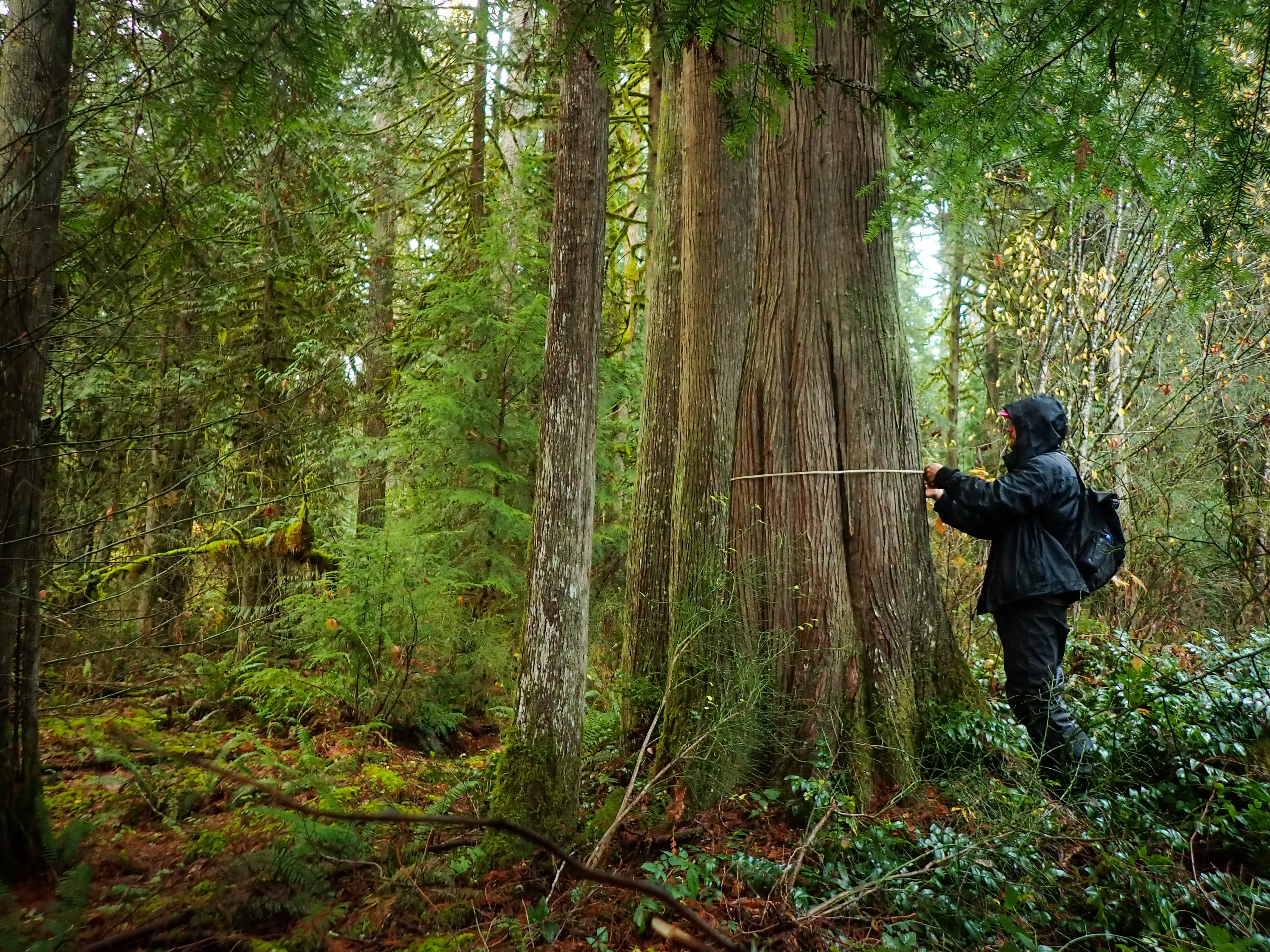 A person in a black raincoat measures a large western red cedar in a wet, green forest