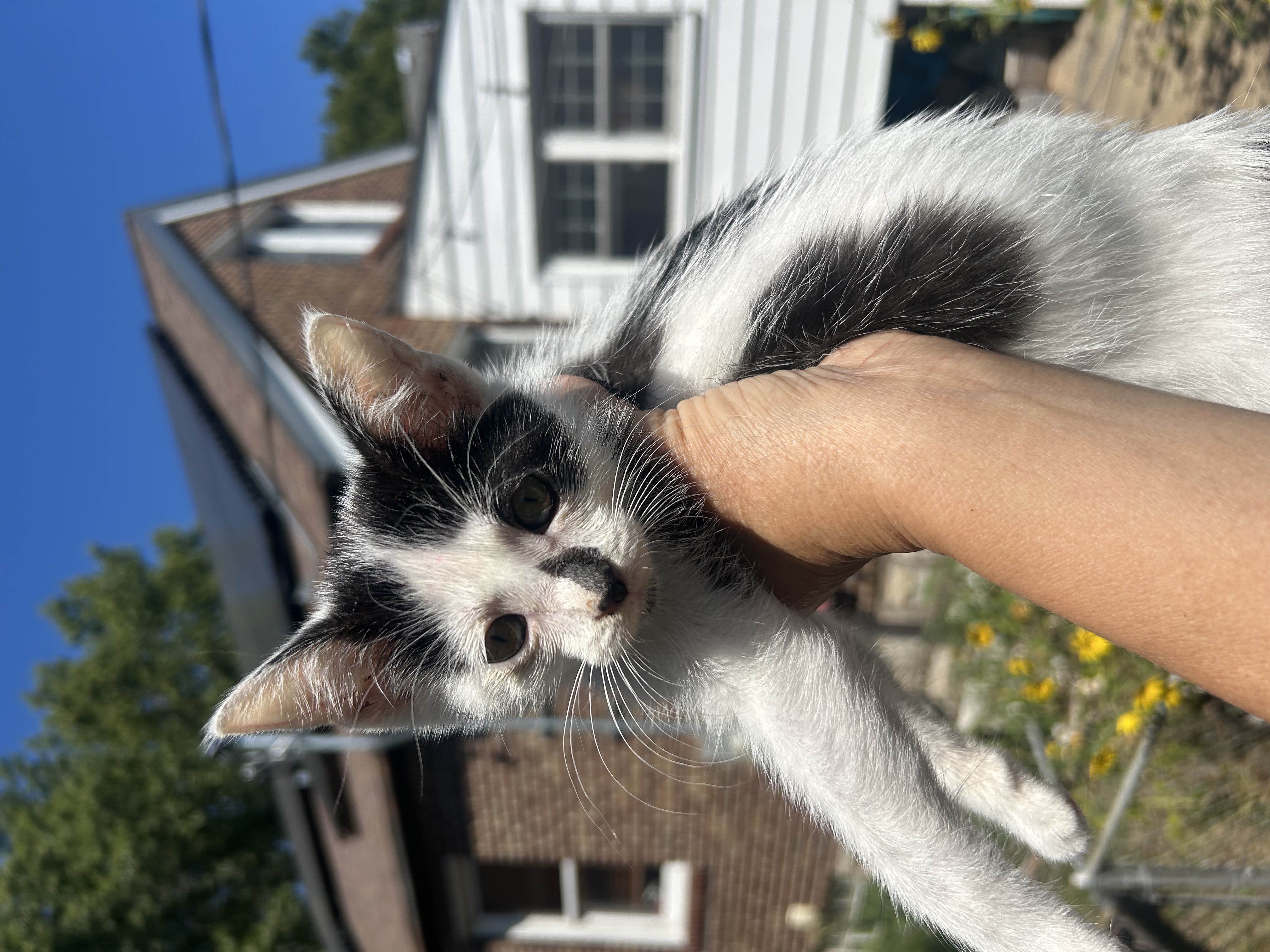 A kitten stares into the camera with solar panels behind her