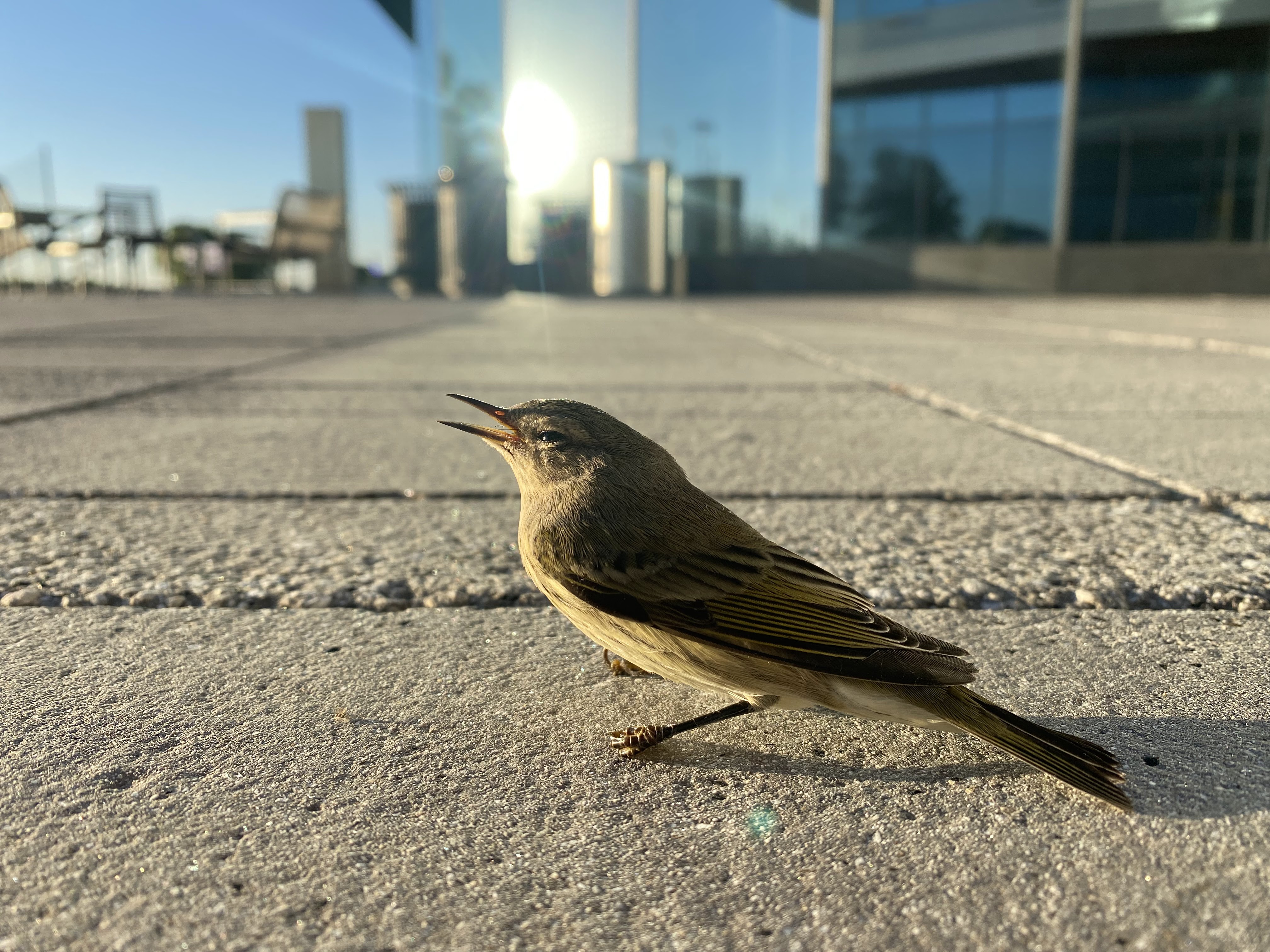 bird at skyline