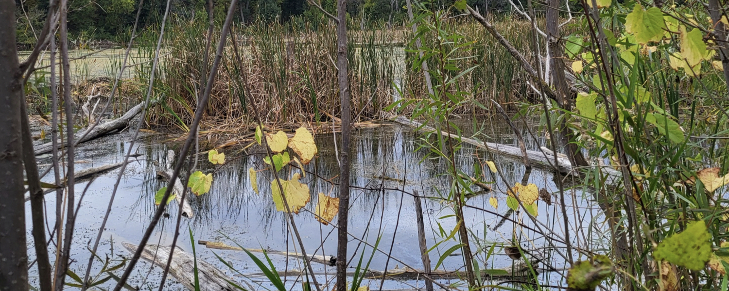 Marsh at Horton's house