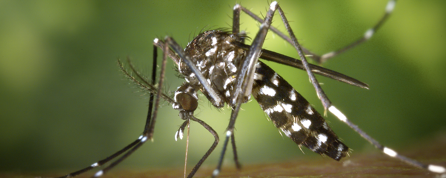 Tiger mosquito