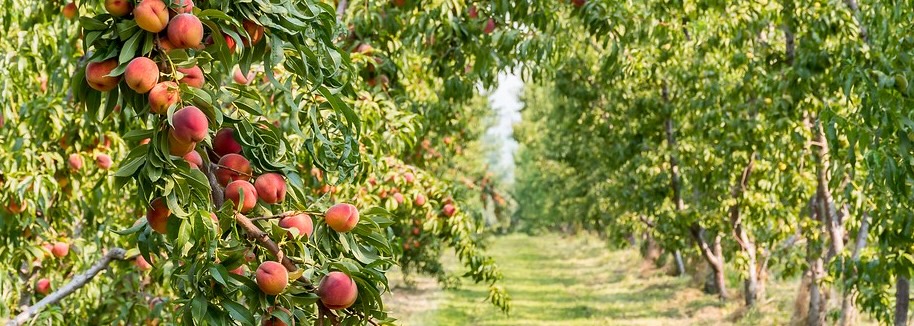 A peach orchard.