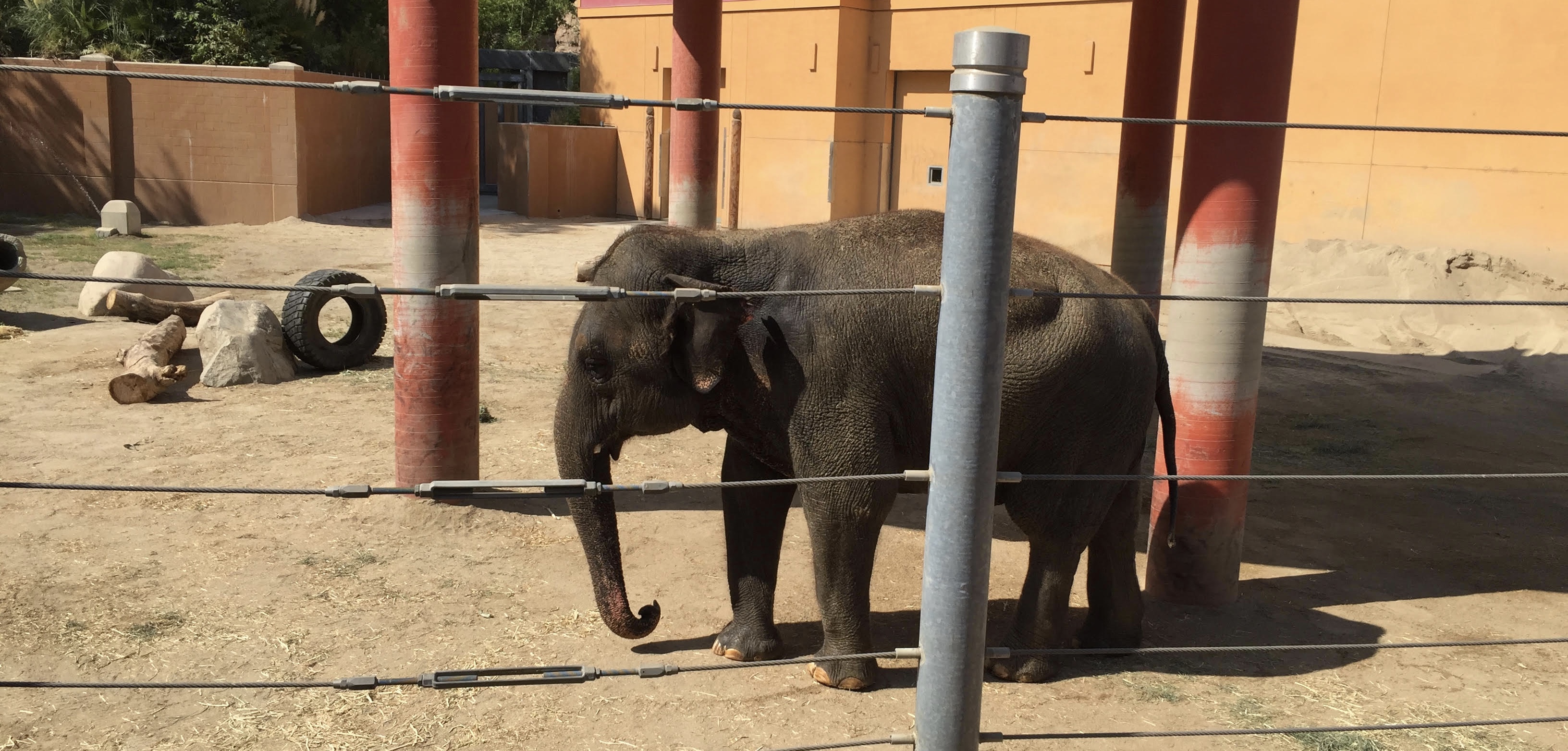 Do Elephants Belong in Zoos? Action Network
