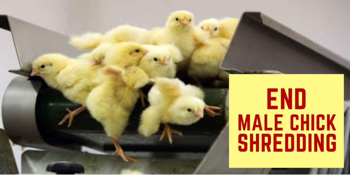 PETITION Male chicks are still being tortured and killed in the USA