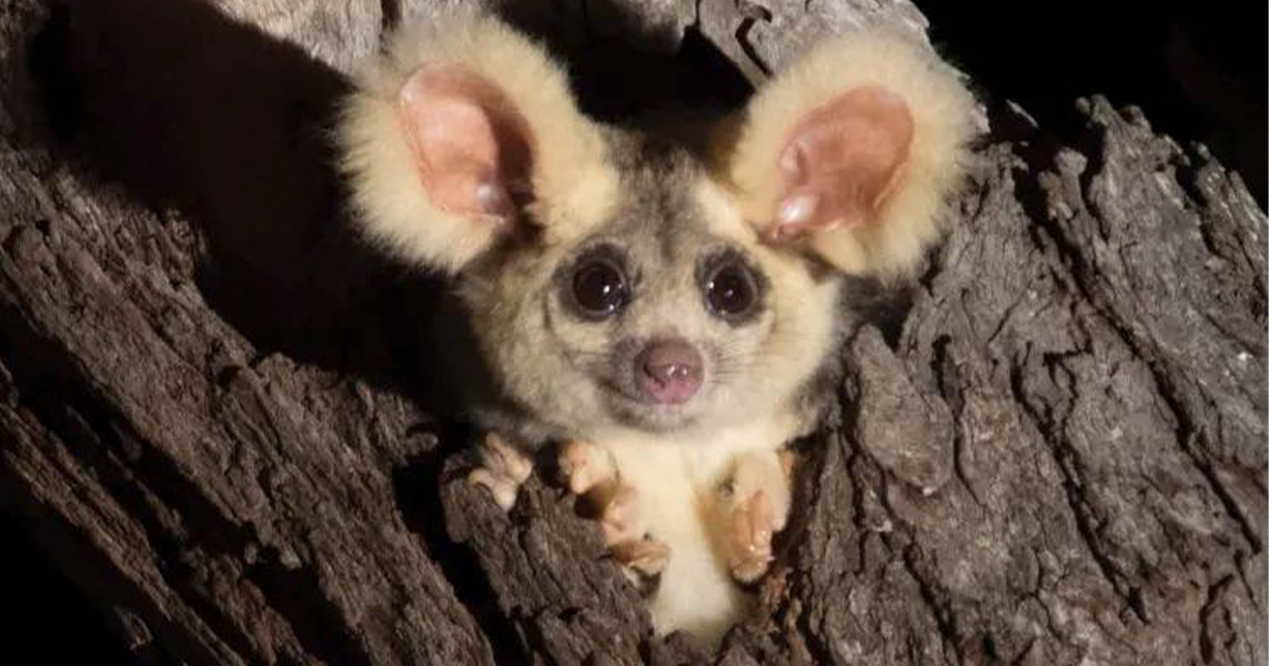 Greater glider survey Action Network