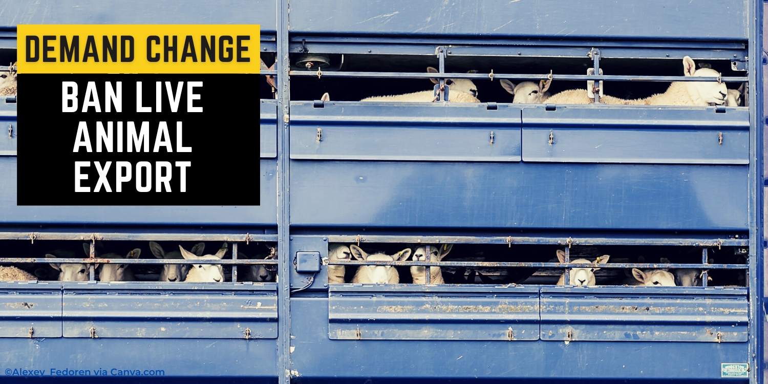 TAKE ACTION BAN LIVE ANIMAL EXPORT