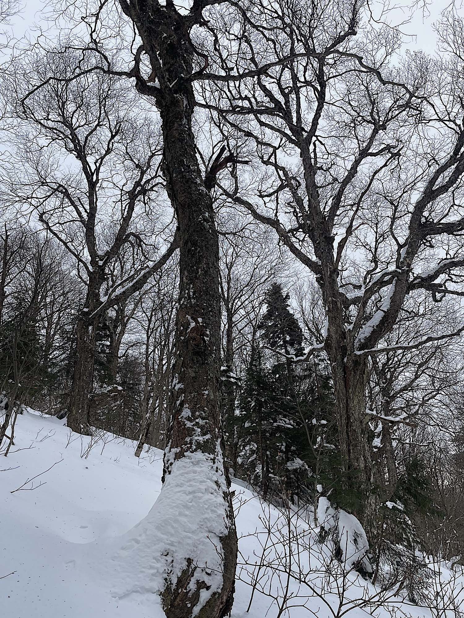 Old birch and spruce trees crown a snowy hillside in the Green Mountains.