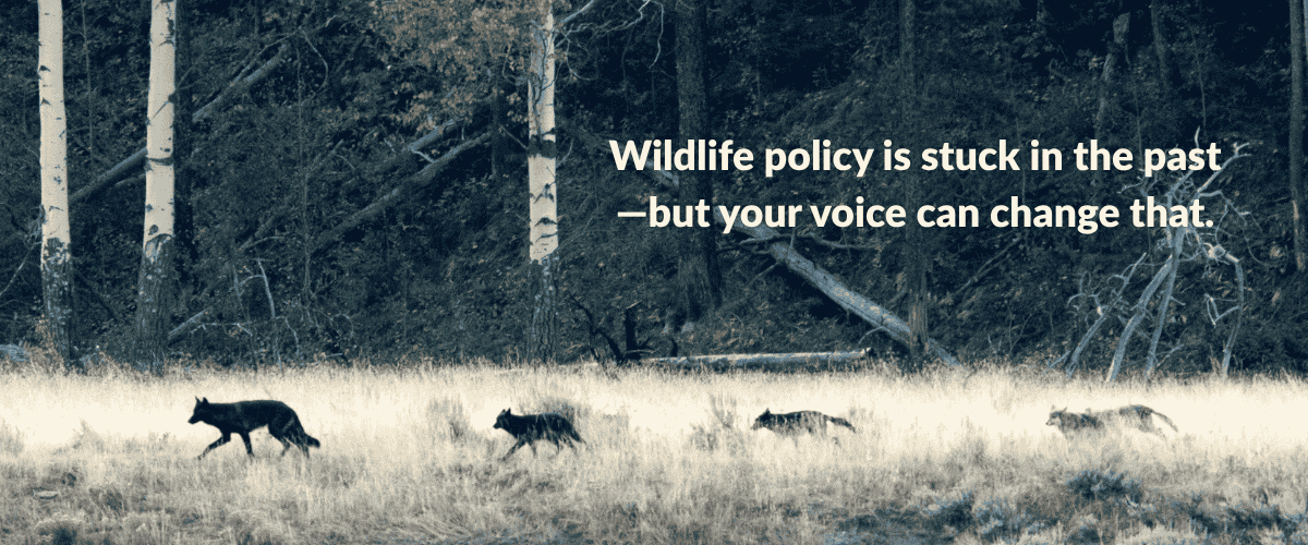 Wolves trot in grass in front of a dark pine forest