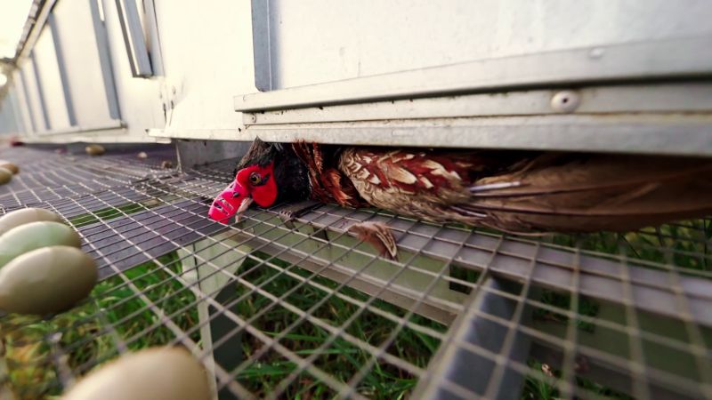 Faisan enfermé dans une cage