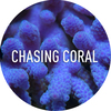 Chasing_coral_buttons_purplecoral_wtext