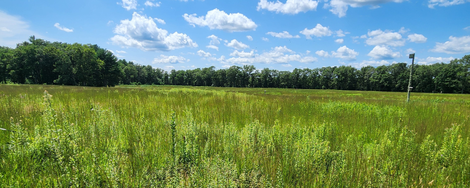 Green Meadow and blue skies at Audubon Wildlife Refuge