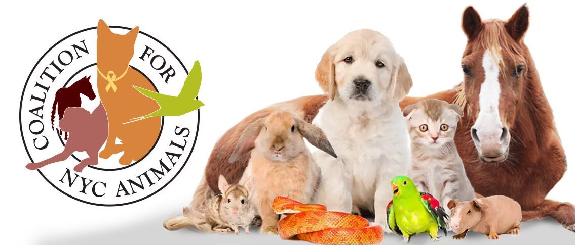 Advocates for NYC Animals