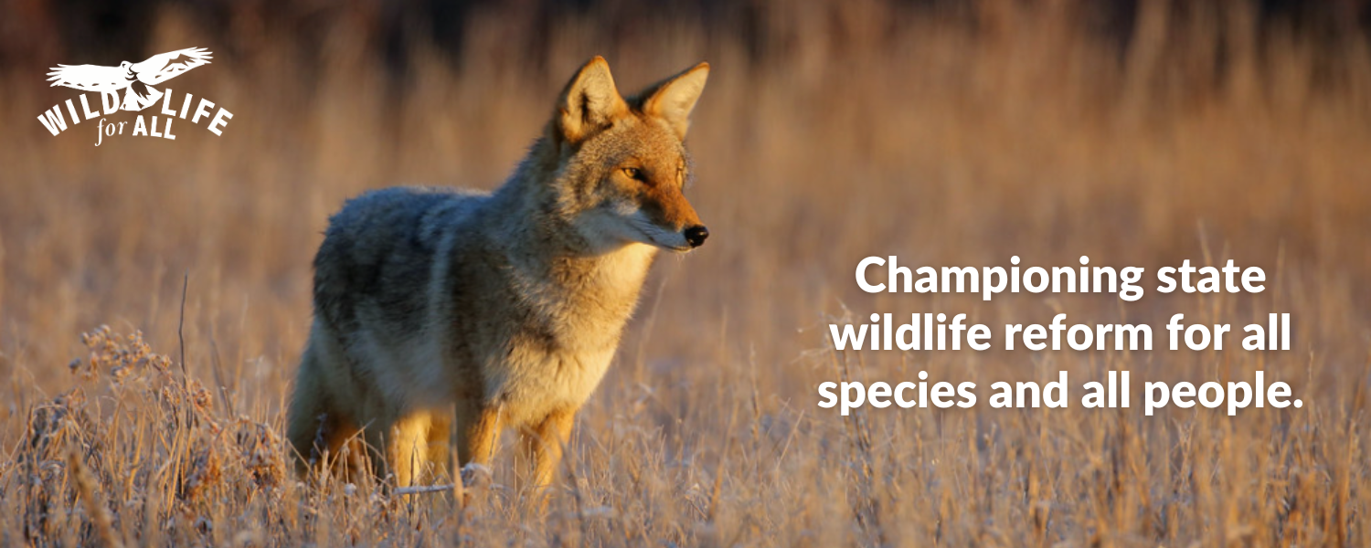 A coyote stands in a field of fall grasses, looking down and right. 
