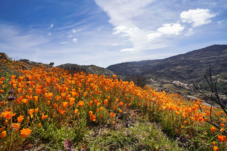 field of California poppies