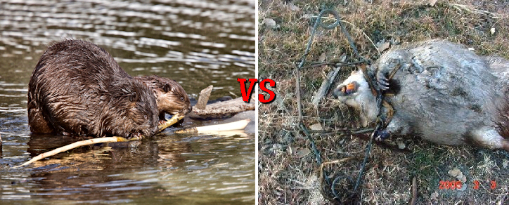 A2371 - Expands Beaver Trapping - Action Network