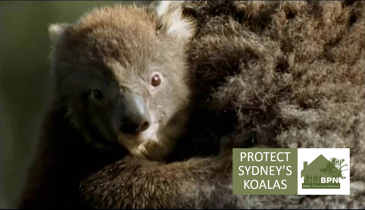 PROTECT SYDNEY'S KOALAS Action Network