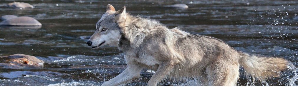 Speak out for Washington's wolves