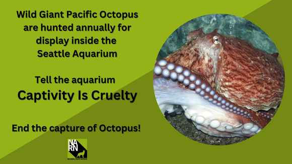 End Seattle Aquarium Capture of Wild Octopus for Display - Action Network