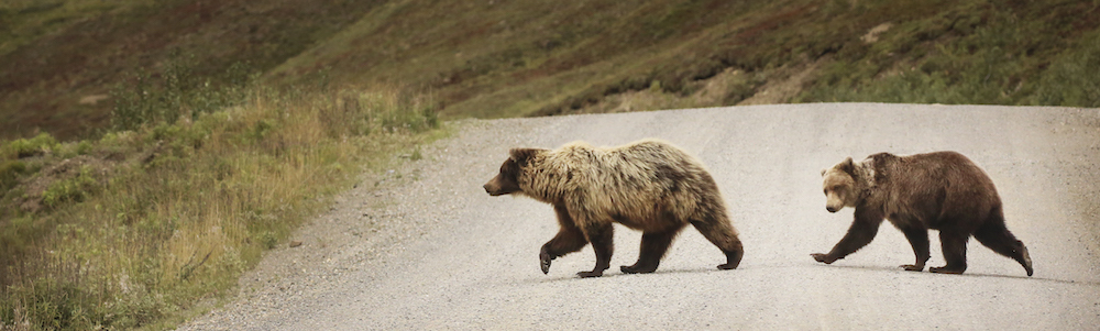 Tell the USFWS to Protect Grizzly Bears