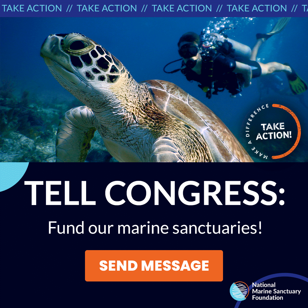 Photo of green sea turtle swimming in the ocean with the text "Tell Congress: Fund our marine sanctuaries!" with an orange rectangle box to "send message" that the reader can click. There is a take action’ ticker at the top and the ‘take action stamp’ in the center right. The National Marine Sanctuary Foundation logo is located in the bottom right of the image with an orange arc graphic overlaying it.