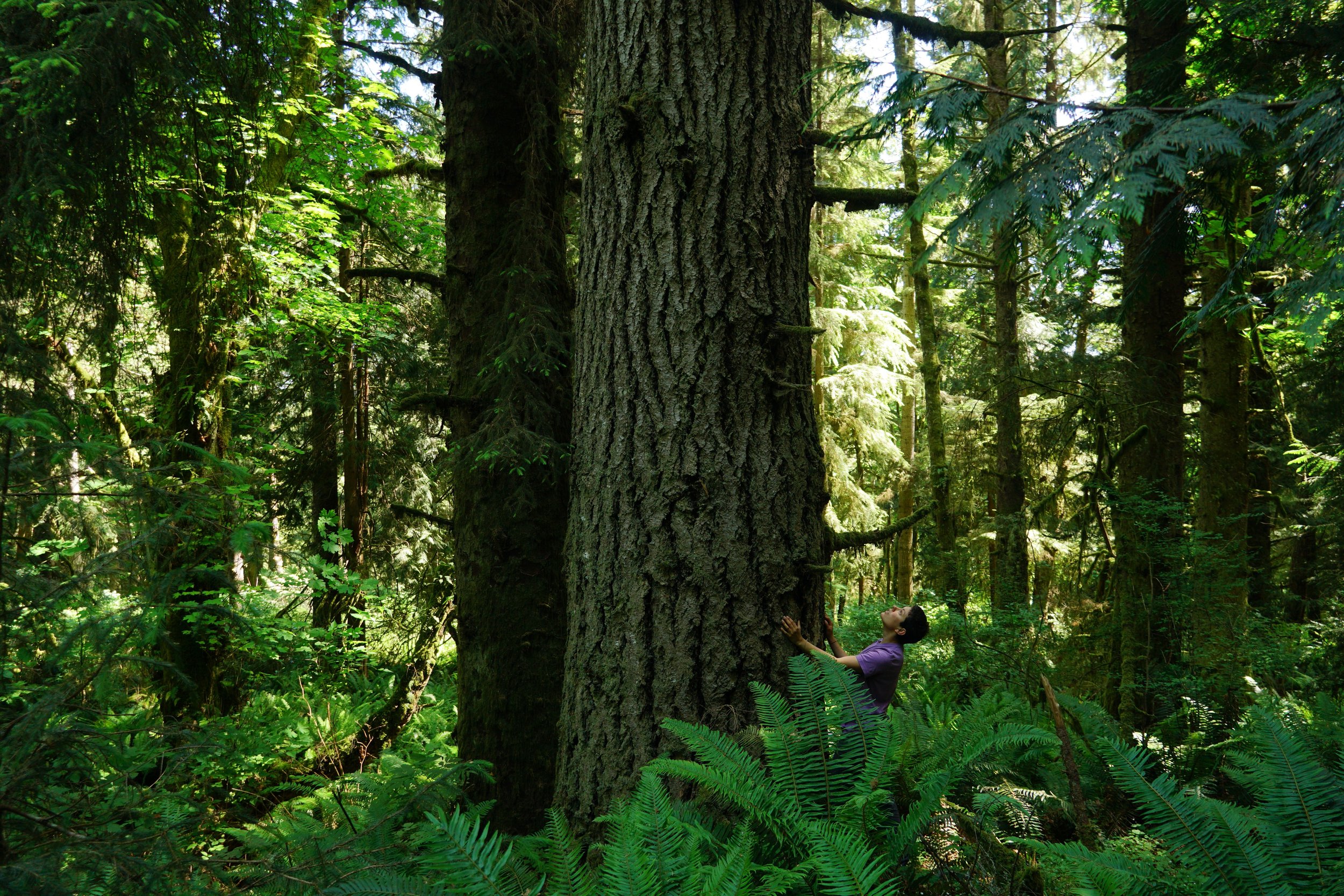 One of the many remnant old growth trees in Doc Holliday