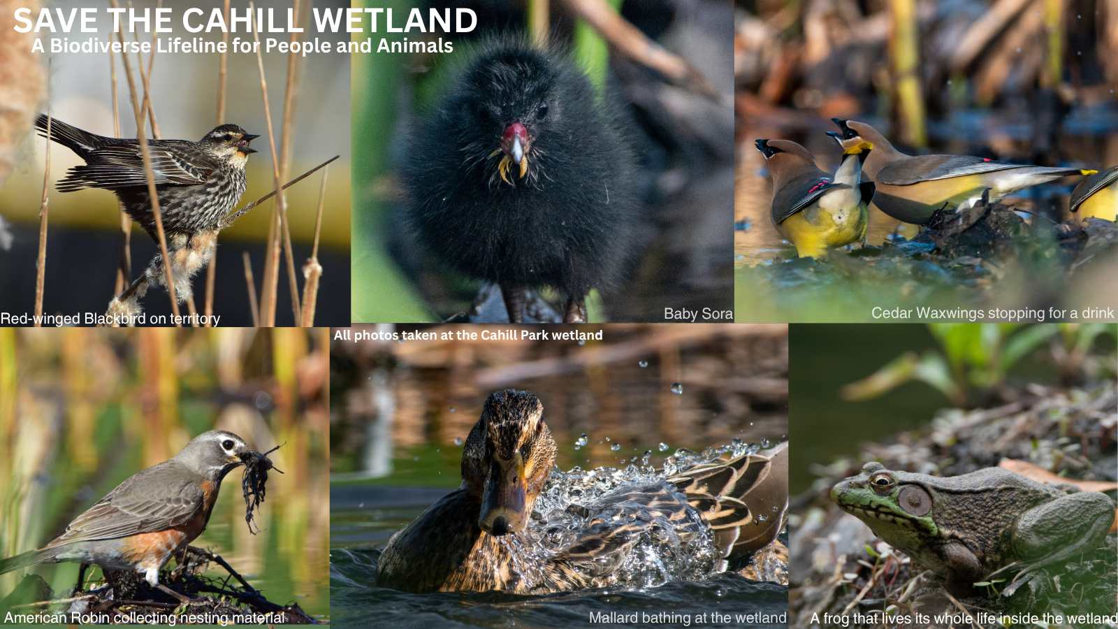 A graphic depicting six unique species that make a living in the Cahill wetland.