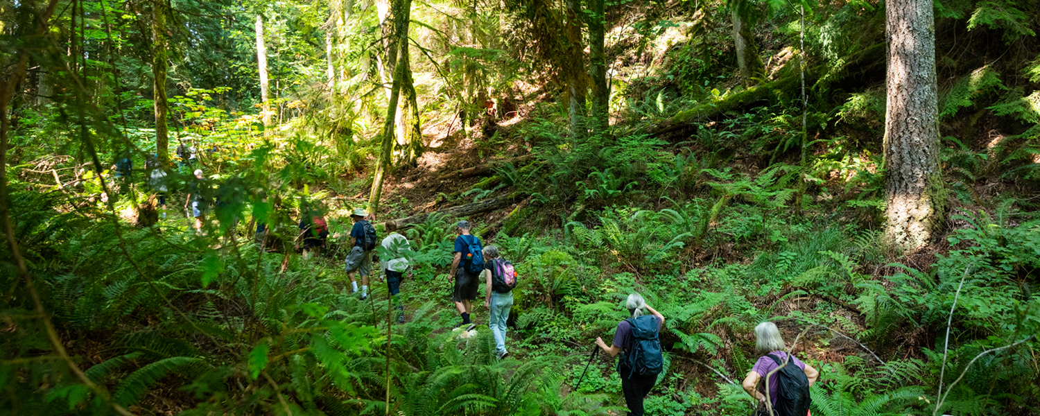 Hikers walking in the forest on a trail surrounded by a sea of ferns