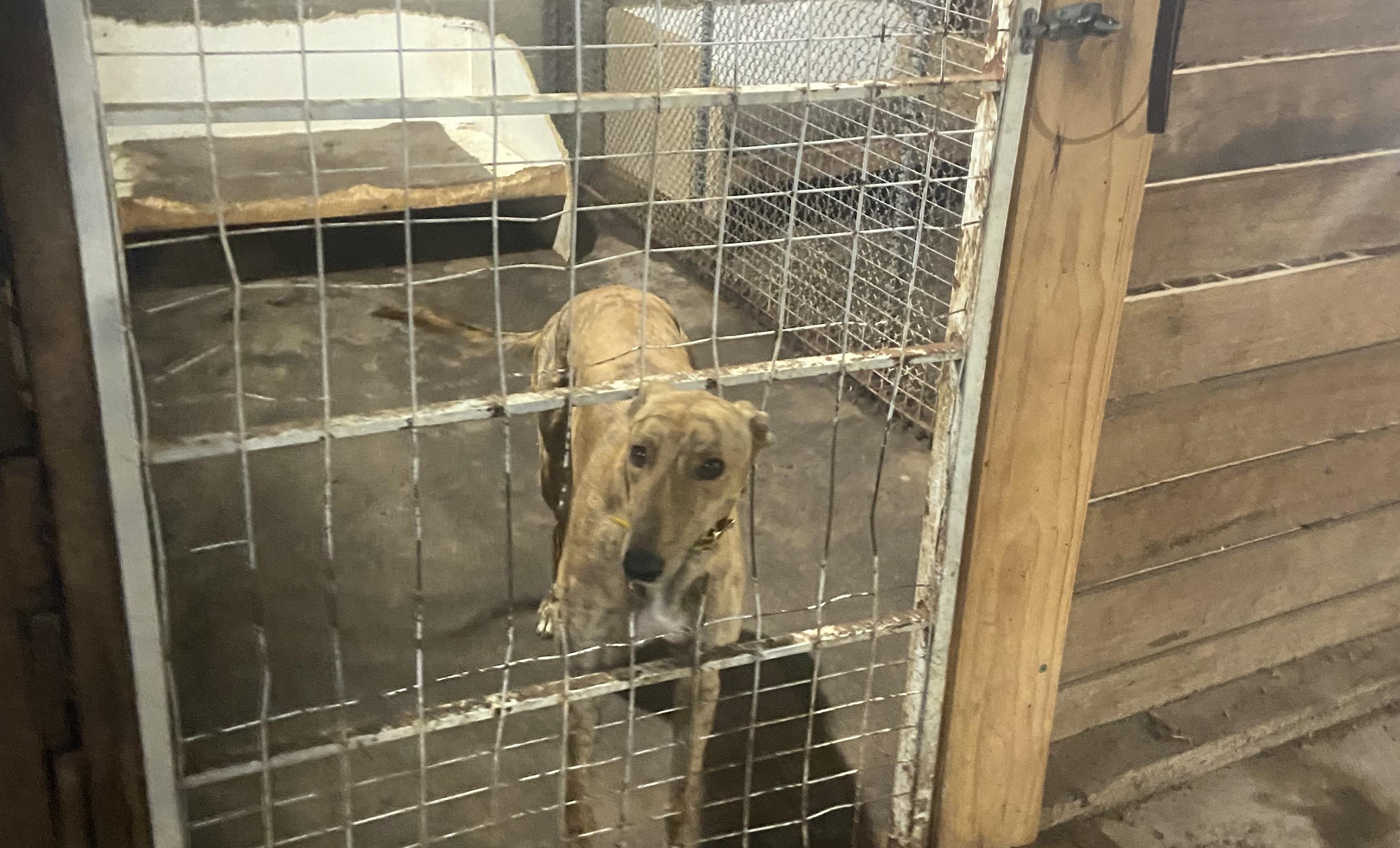 greyhound training property, Tas