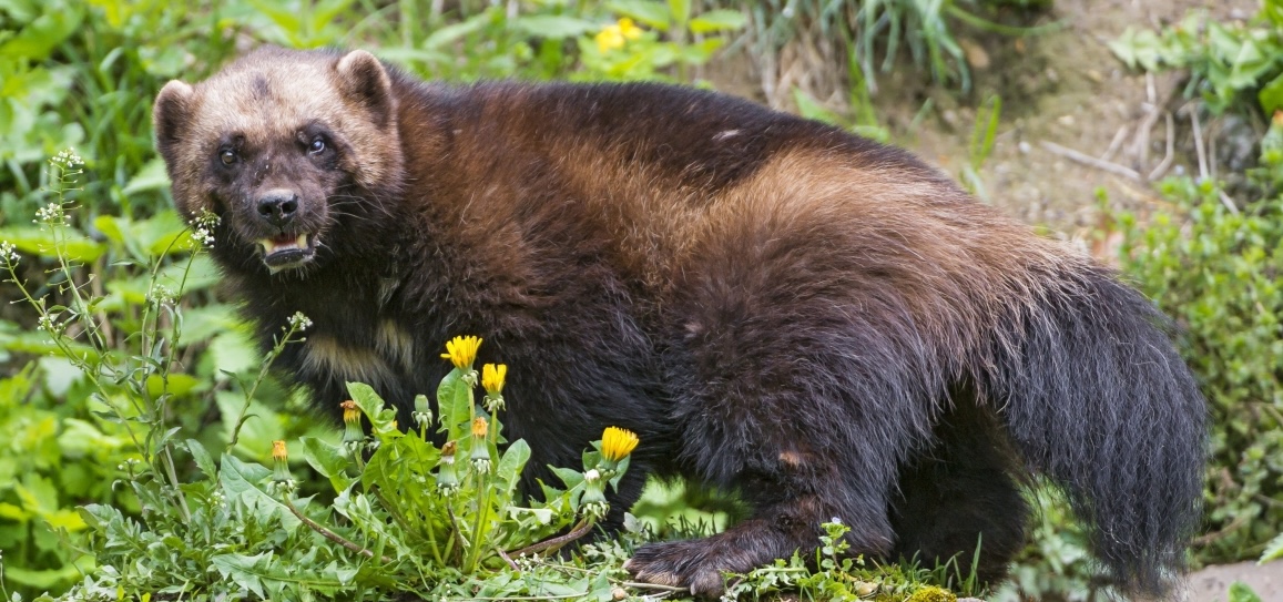 Wolverine looking at viewer