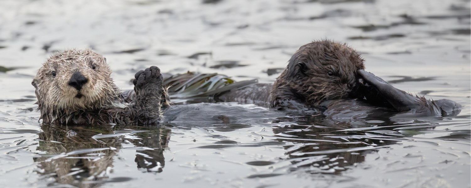 sea otter mom floating on her back with a baby at her back flippers