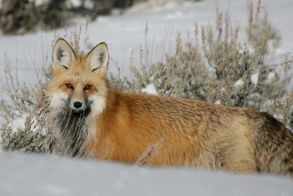 Fox in snowy environment
