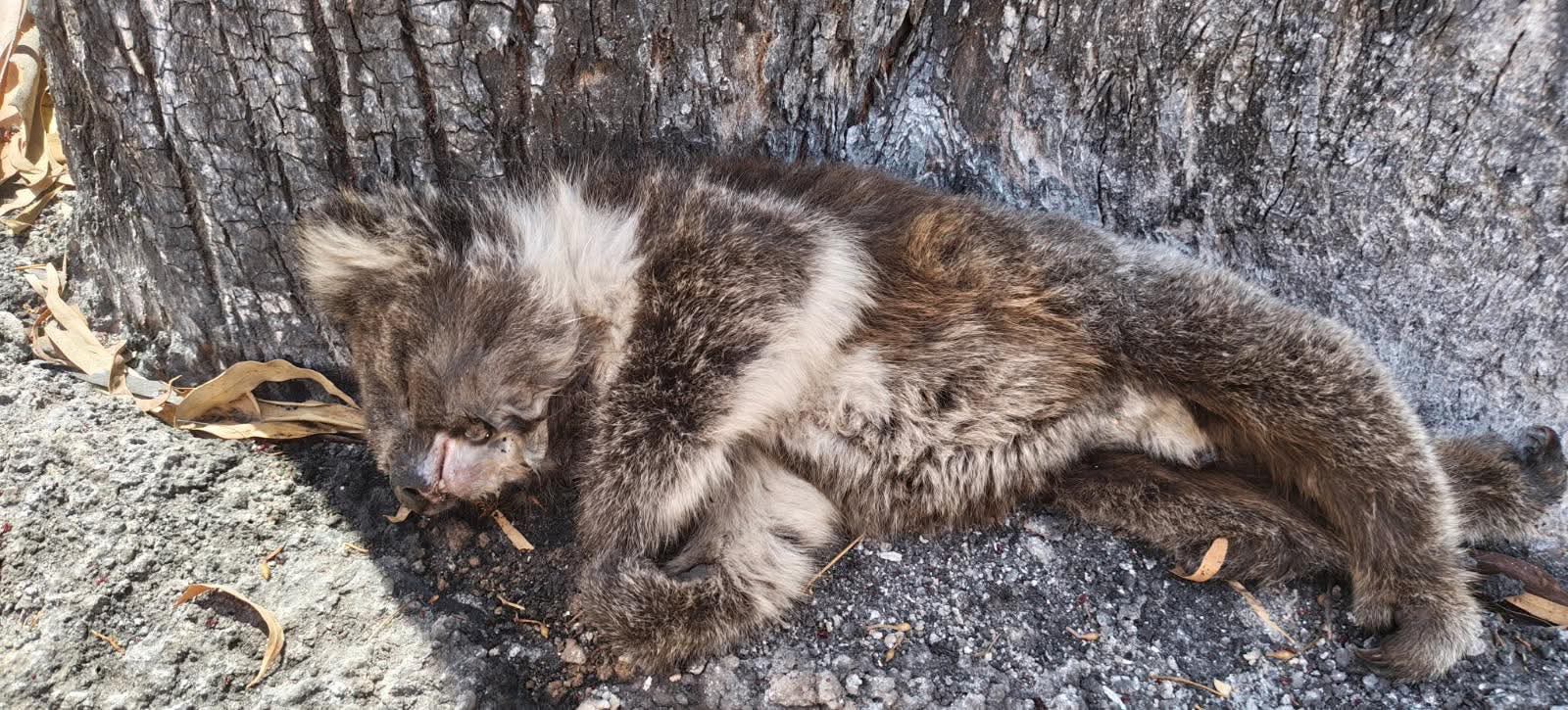 Survived the fires, starved to death after. This koala’s life could have been saved.