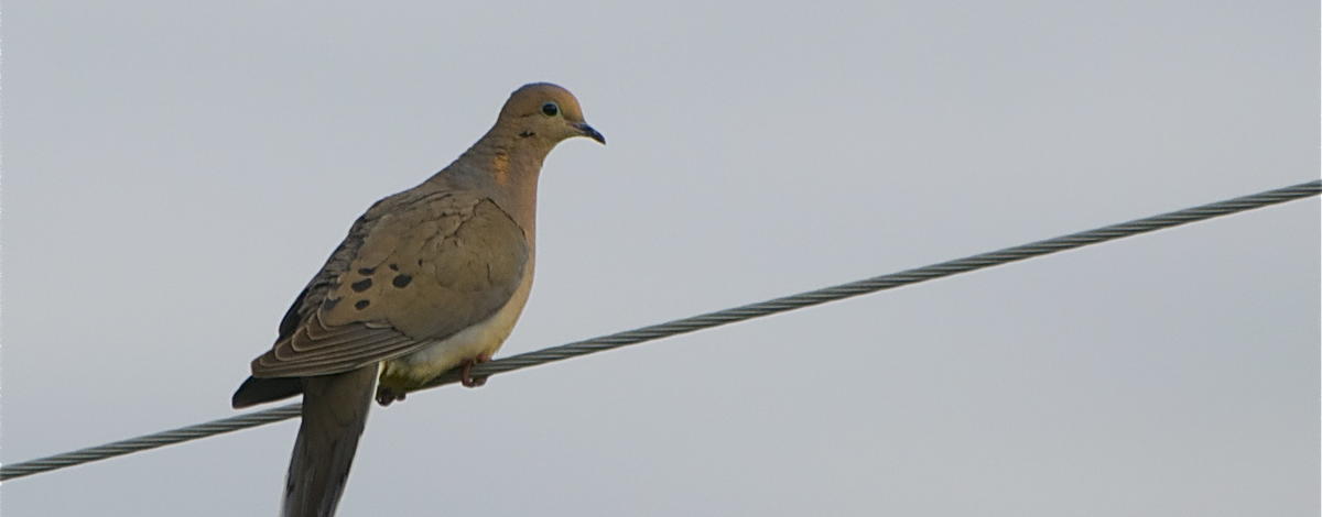 Dove sitting on wire