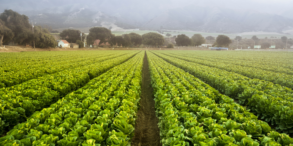 farmland crops