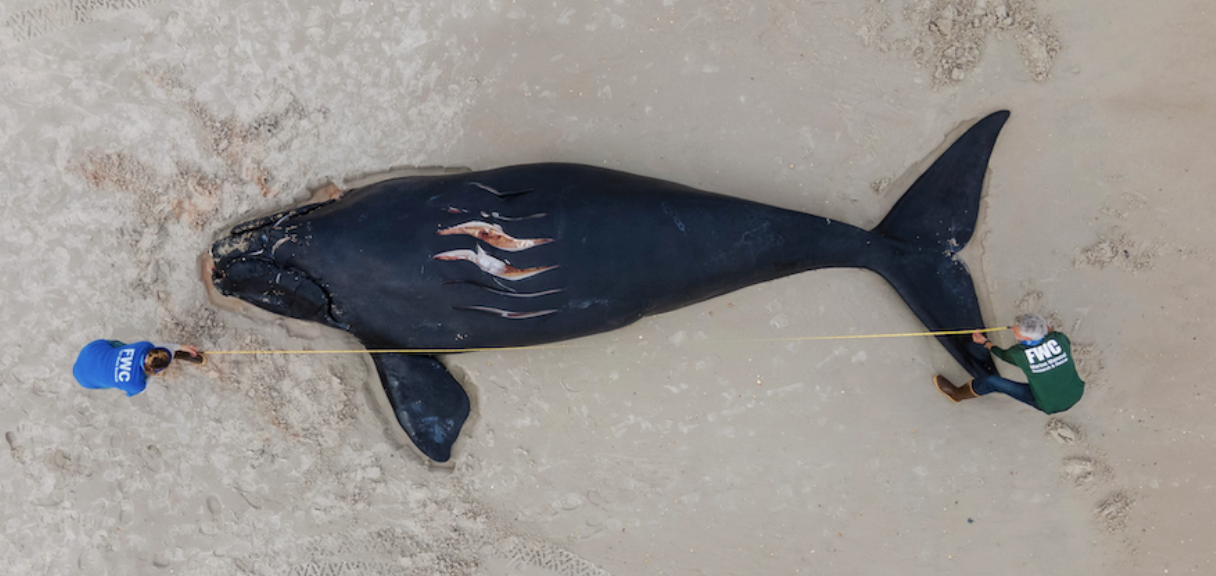 Right whale killed by propeller strike