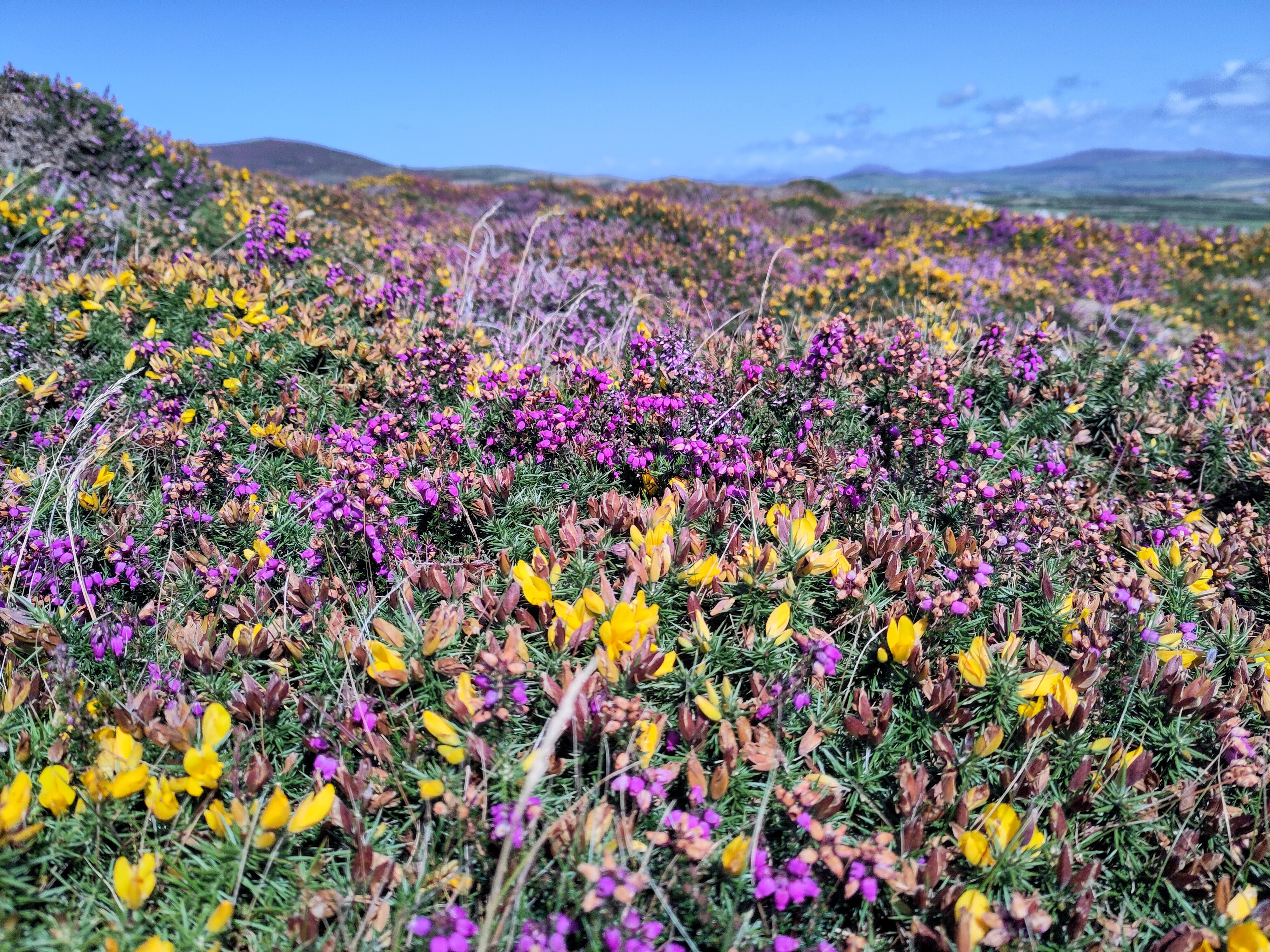 Coastal headland in bloom