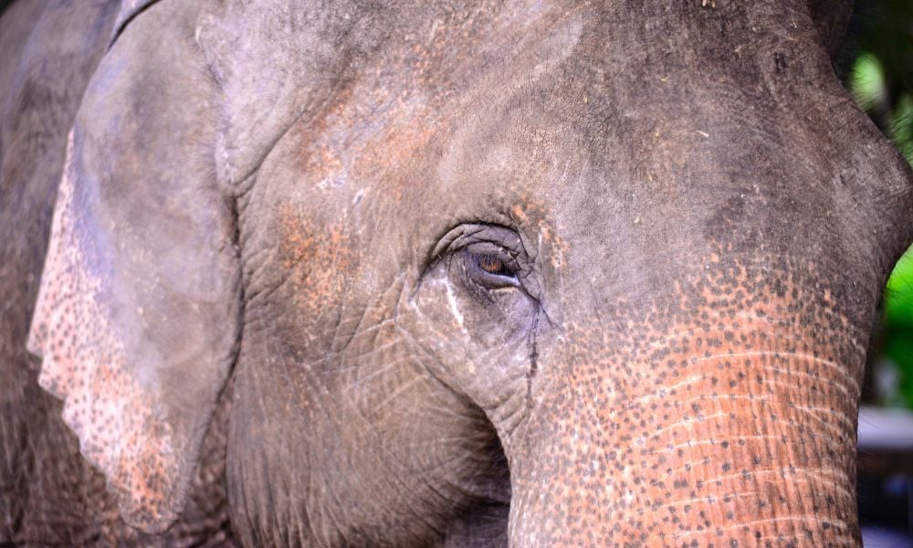 close up Asian elephant with tear coming from eye