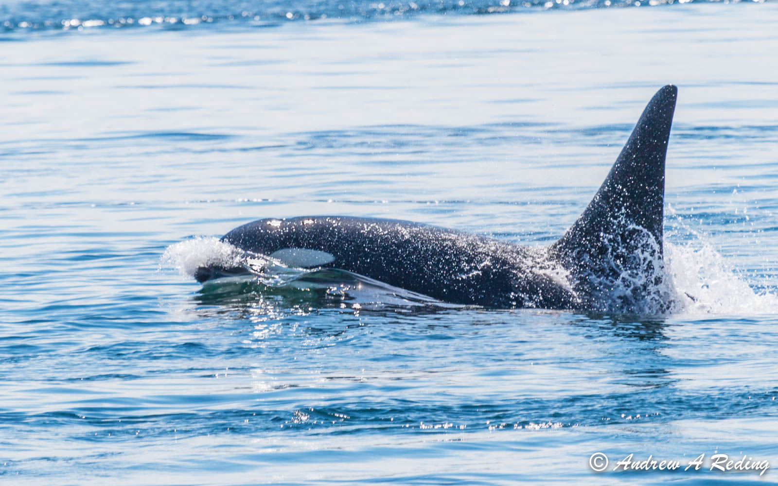 A Southern Resident killer whale viewed from Lime Kiln State Park, San Juan Island.