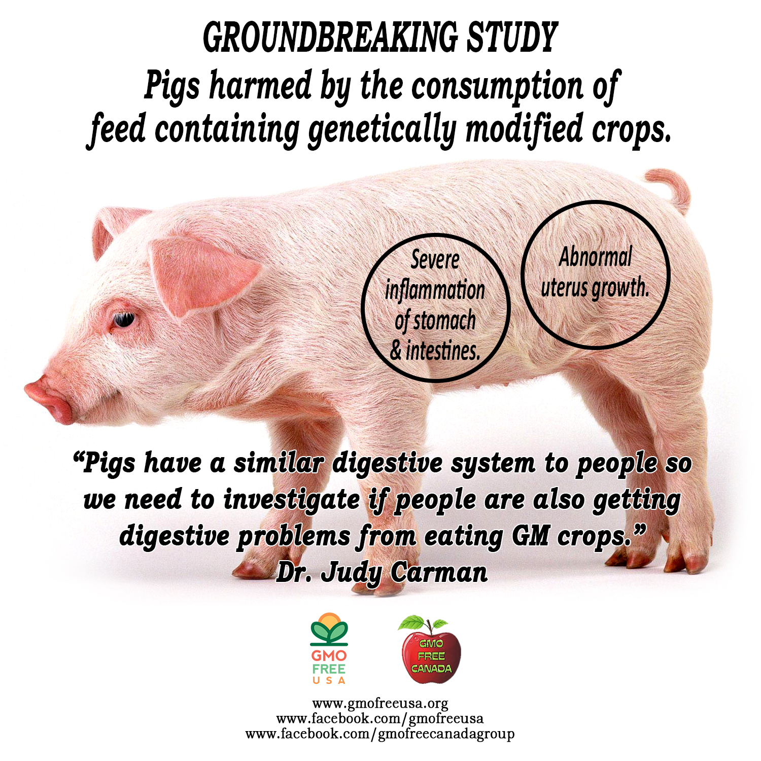 Carman_gmo_pigfeed