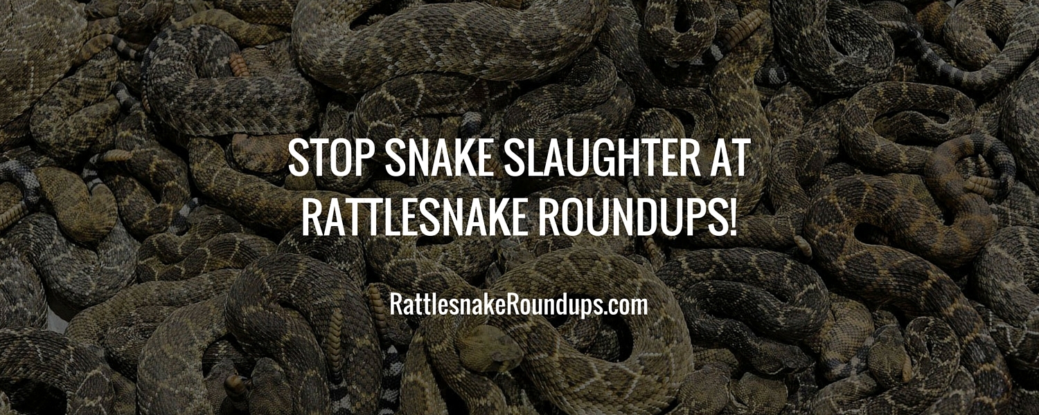 Stop Snake Slaughter at Rattlesnake Roundups