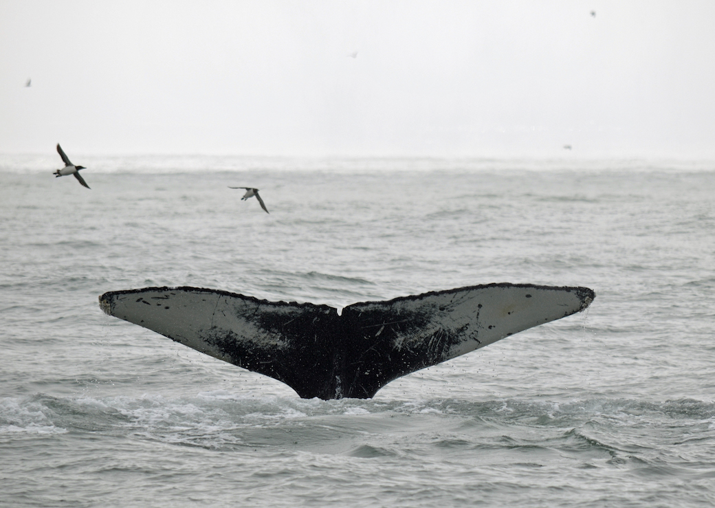 Fluke_1_hump_farallones_cruise_mjpalmer_7-17_small