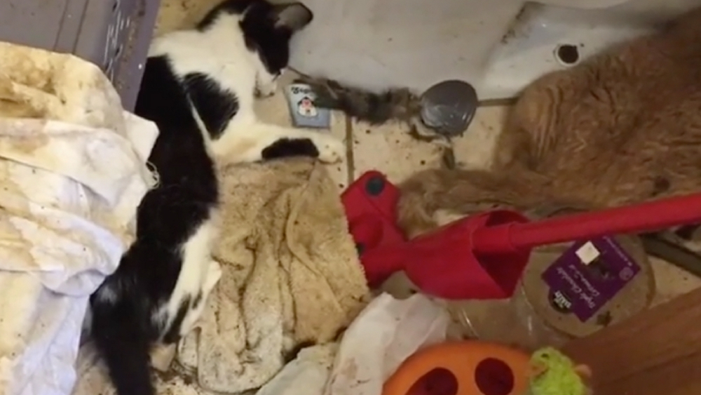 Justice for 18 cats found at socalled rescuer's apartment