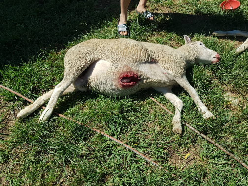 Sheep_heartless
