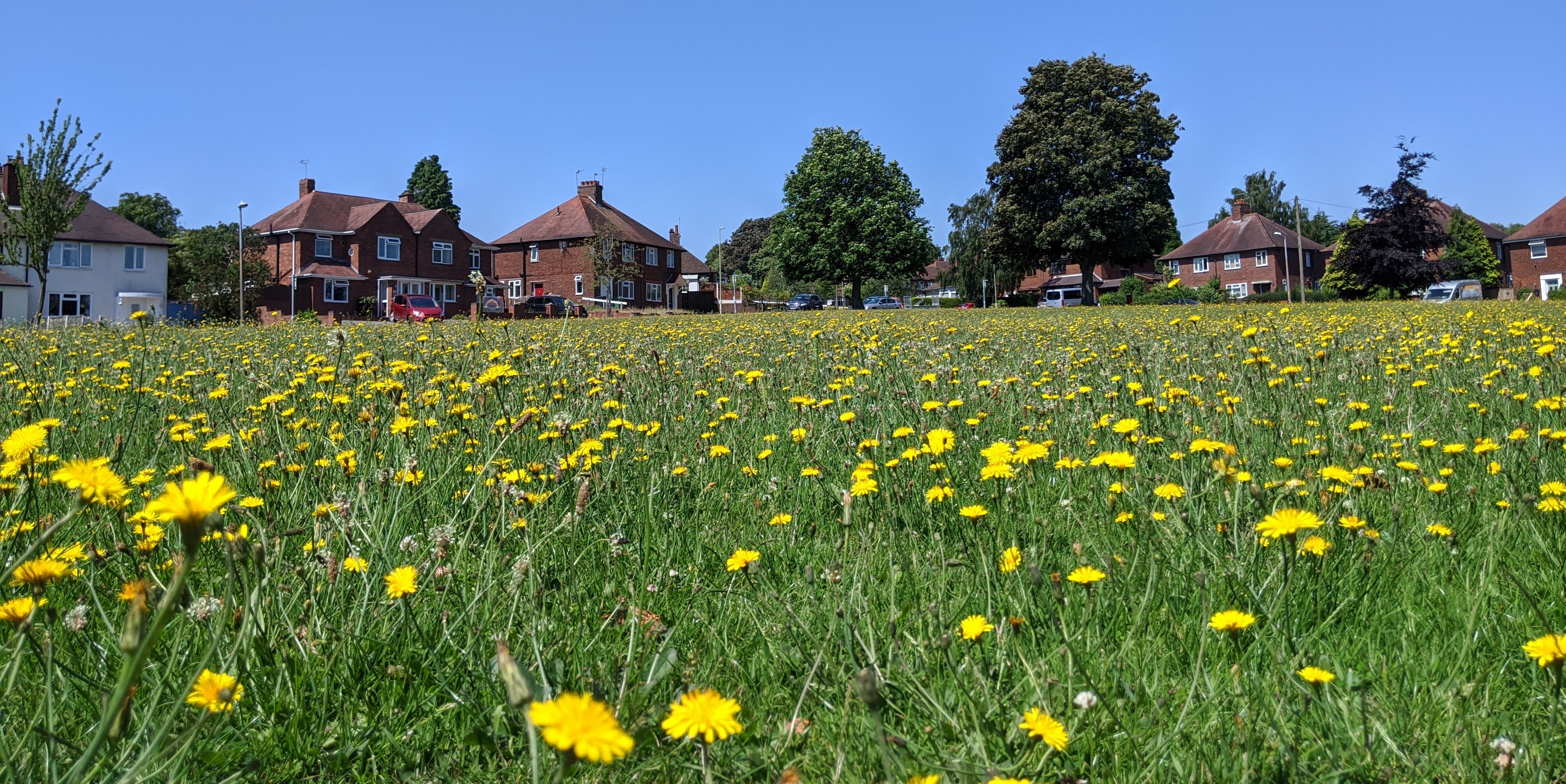 Create wildflower meadows across Stourbridge Action Network