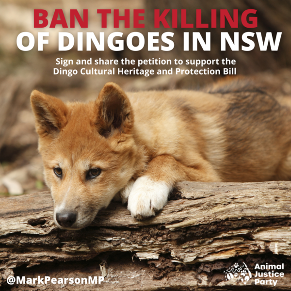 Support our bill to protect dingoes in NSW Action Network